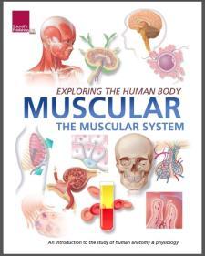 Exploring the Human Body: The Muscular System